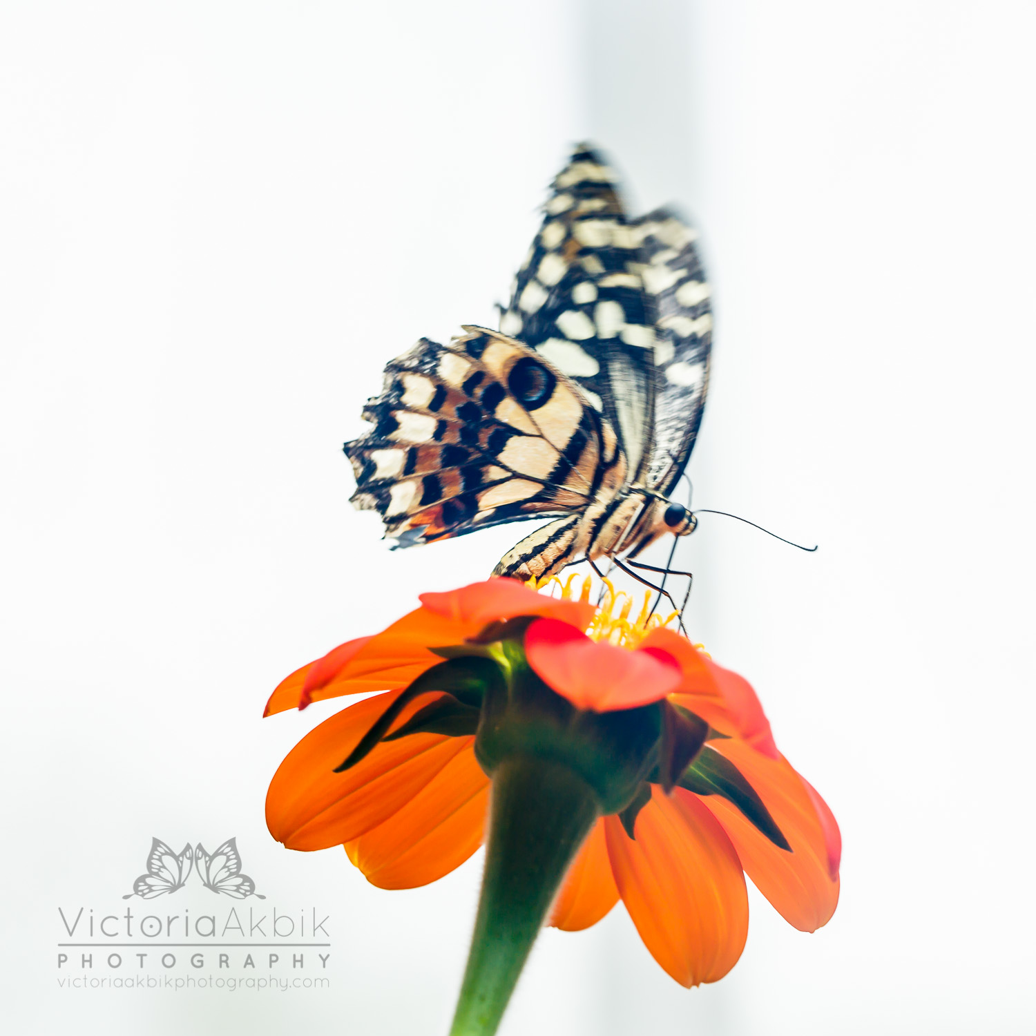 Butterfly Family Memories | Abu Dhabi Lifestyle Family Photography » Victoria Akbik Photography