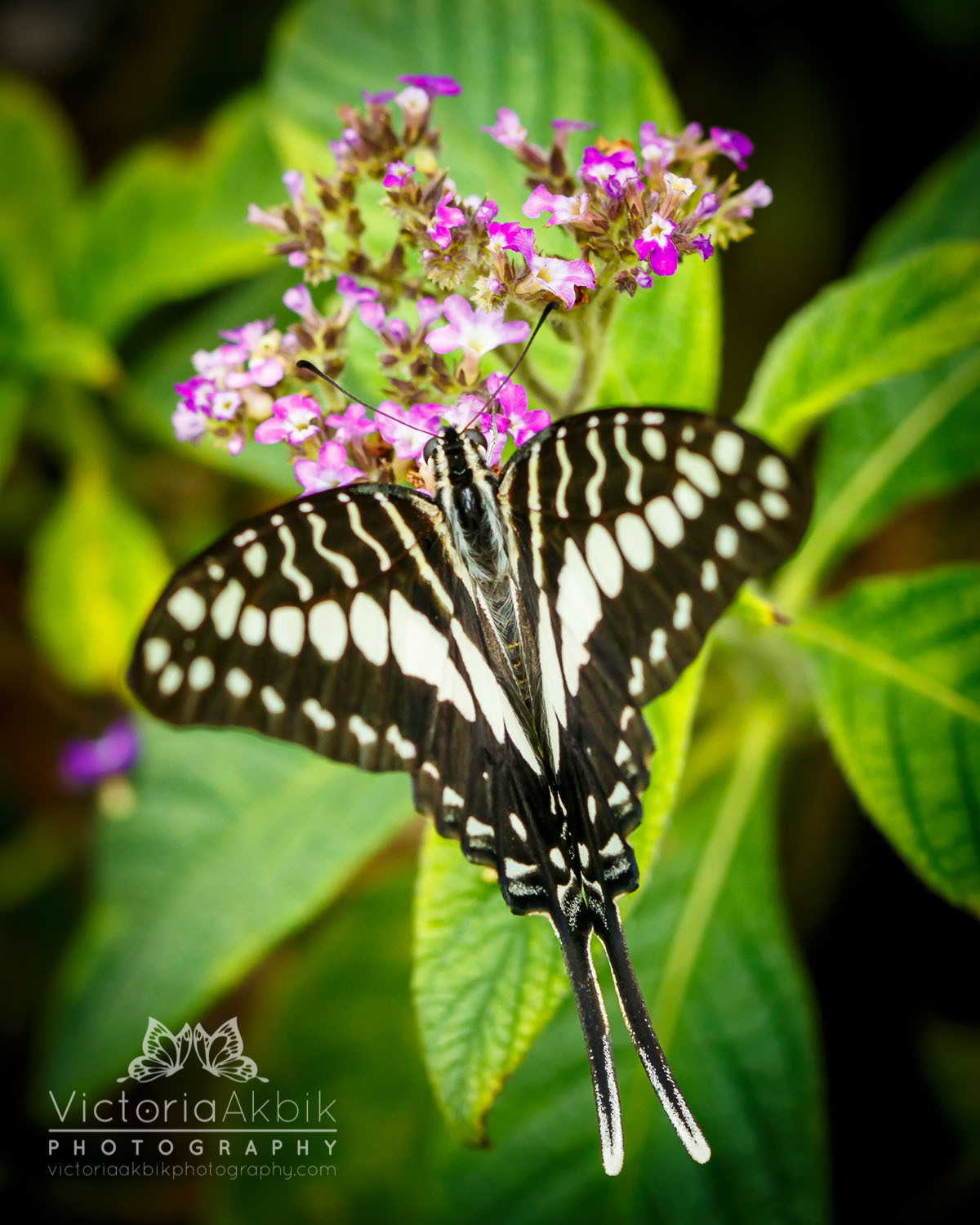 Butterfly Family Memories | Abu Dhabi Lifestyle Family Photography » Victoria Akbik Photography