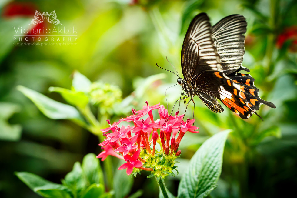 Butterfly Family Memories | Abu Dhabi Lifestyle Family Photography » Victoria Akbik Photography