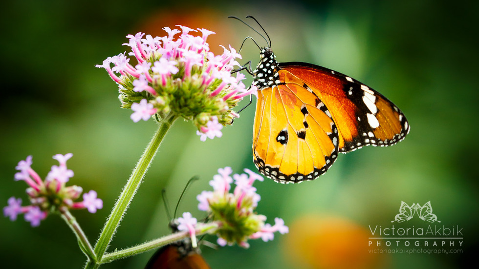 Butterfly Family Memories | Abu Dhabi Lifestyle Family Photography » Victoria Akbik Photography