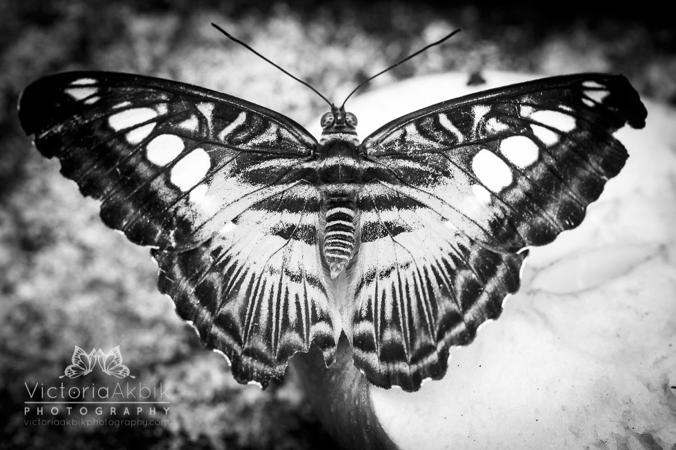 Butterfly Family Memories | Abu Dhabi Lifestyle Family Photography » Victoria Akbik Photography