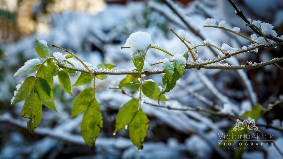 A Winter Tale | Lifestyle Photography » Victoria Akbik Photography