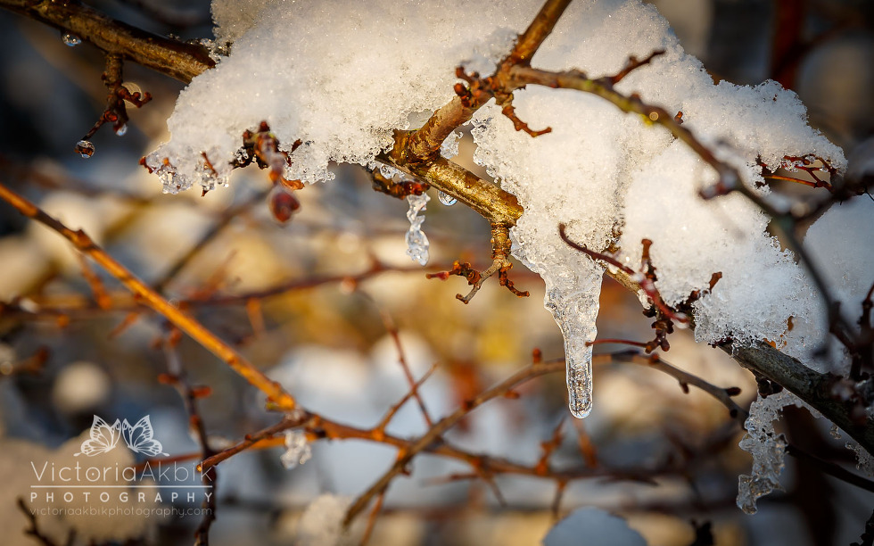 A Winter Tale | Lifestyle Photography » Victoria Akbik Photography