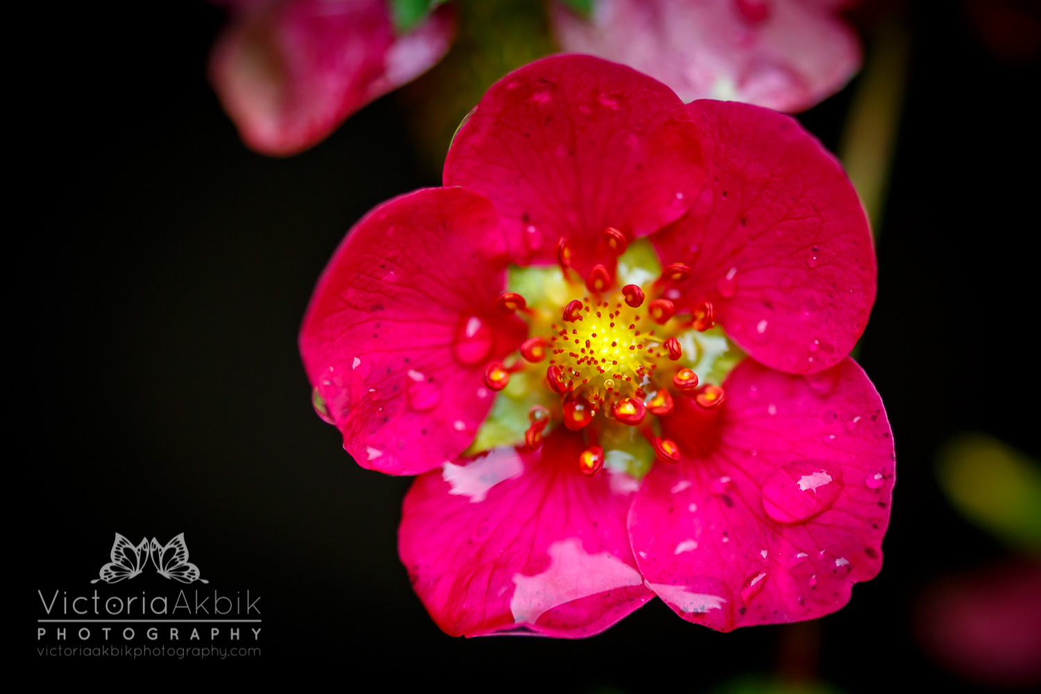 After The Rain | Lifestyle Photography » Victoria Akbik Photography