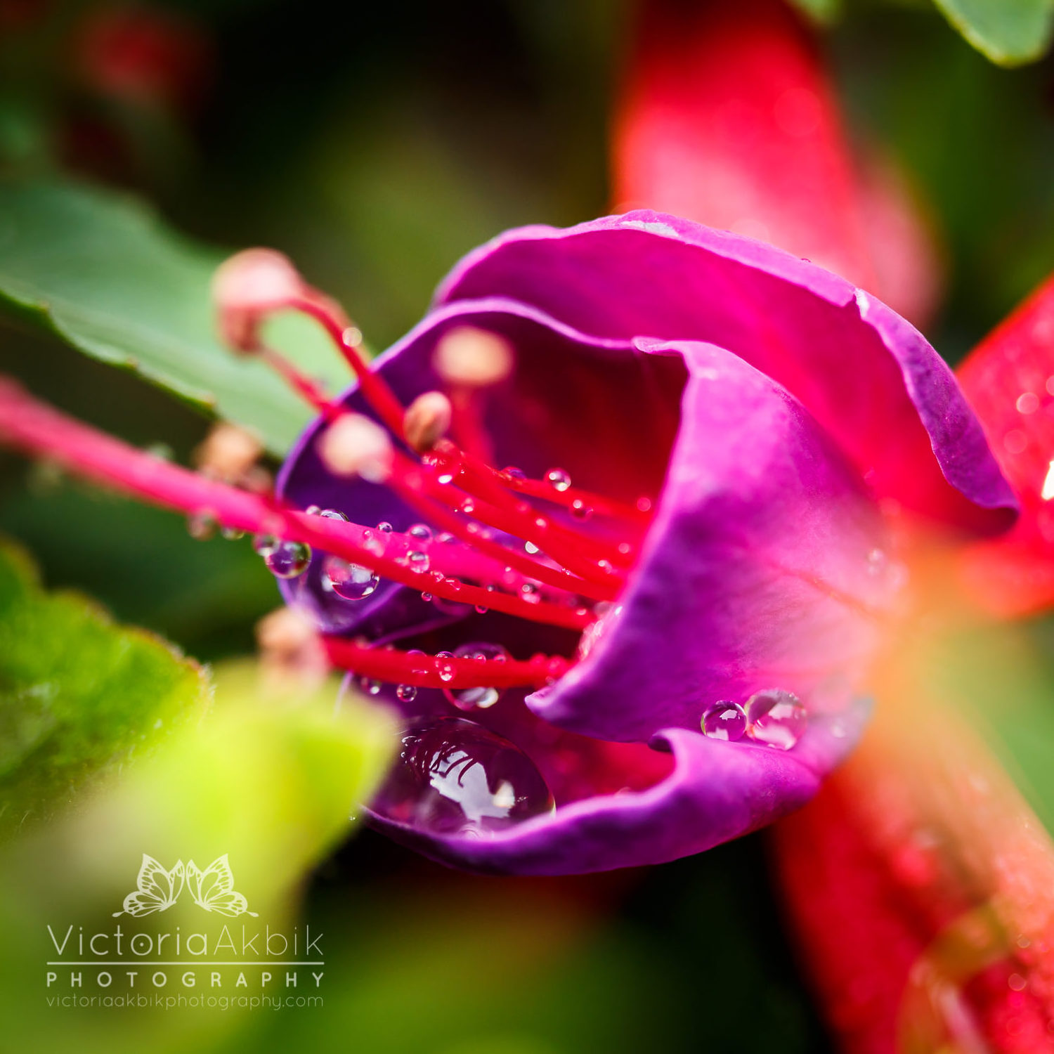After The Rain | Lifestyle Photography » Victoria Akbik Photography