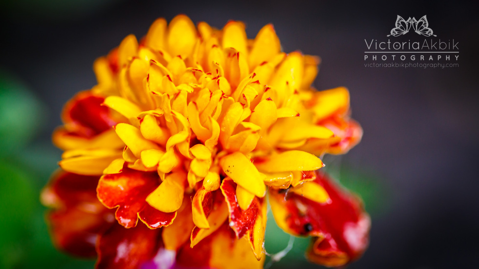 After The Rain | Lifestyle Photography » Victoria Akbik Photography